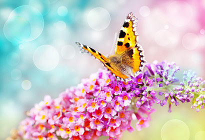 Tapeta Flower Butterfly 29195